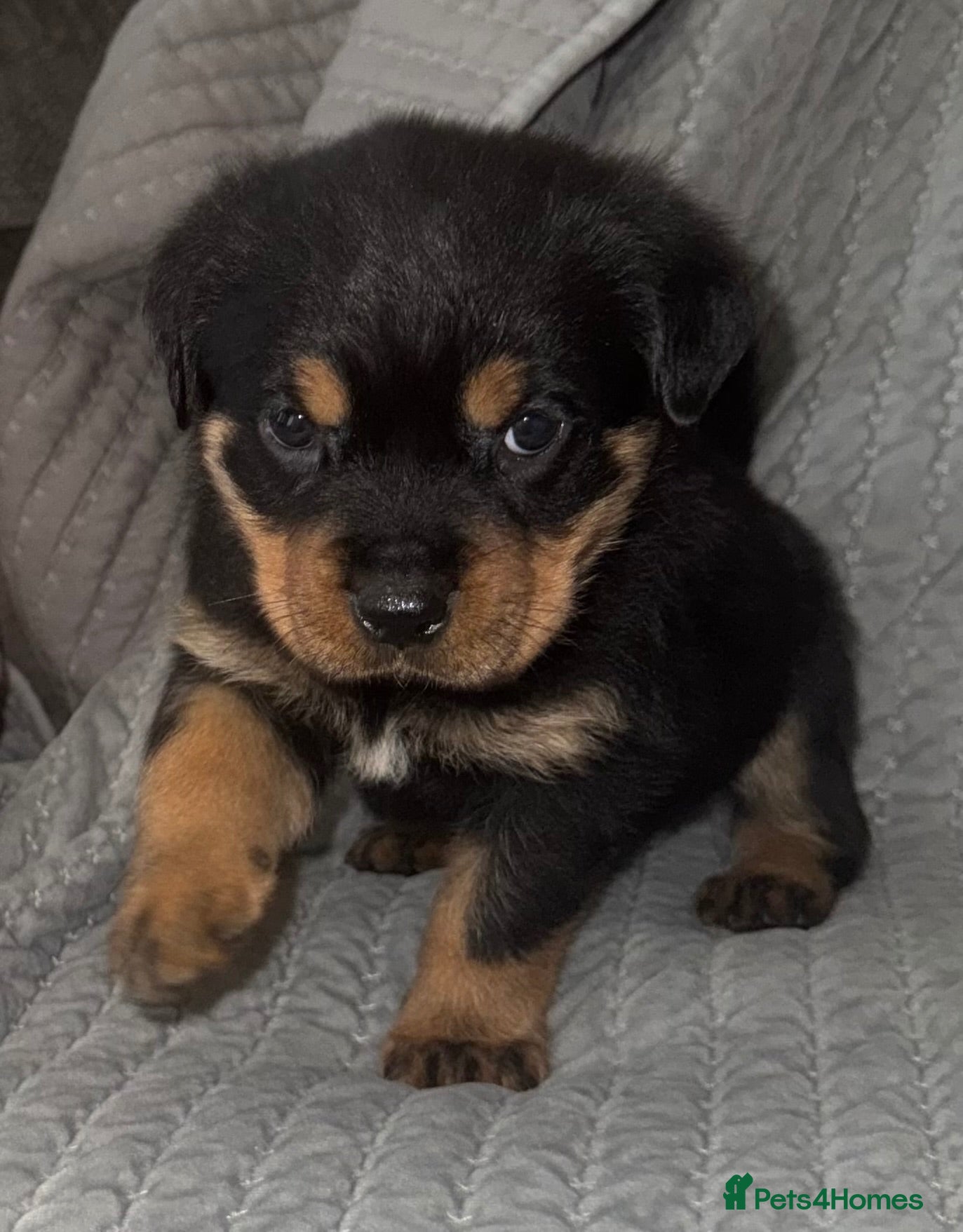 Rottweiler dogs *LAST BOY*✨✨Beautiful Chunky Rottweiler Puppies✨✨ - Advert 1
