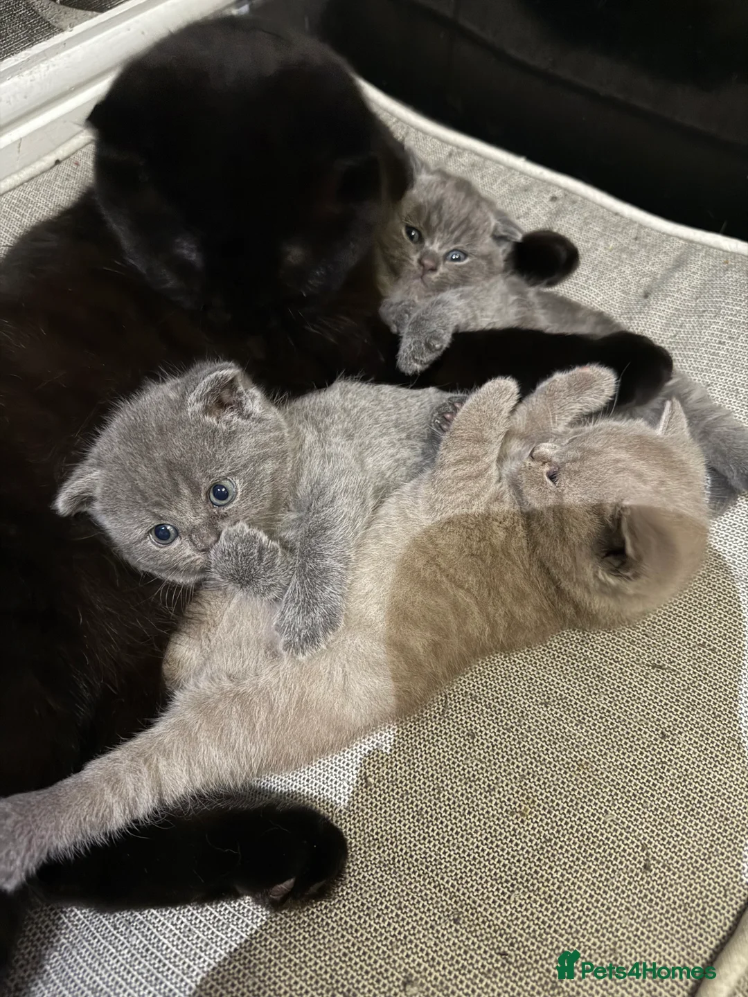 British Shorthair cats for sale: British shorthair snd scottish fold  - Advert 18