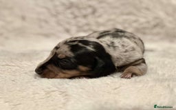 Miniature Dachshund dogs for sale: Short Haired Miniature Dachshunds - Image 2