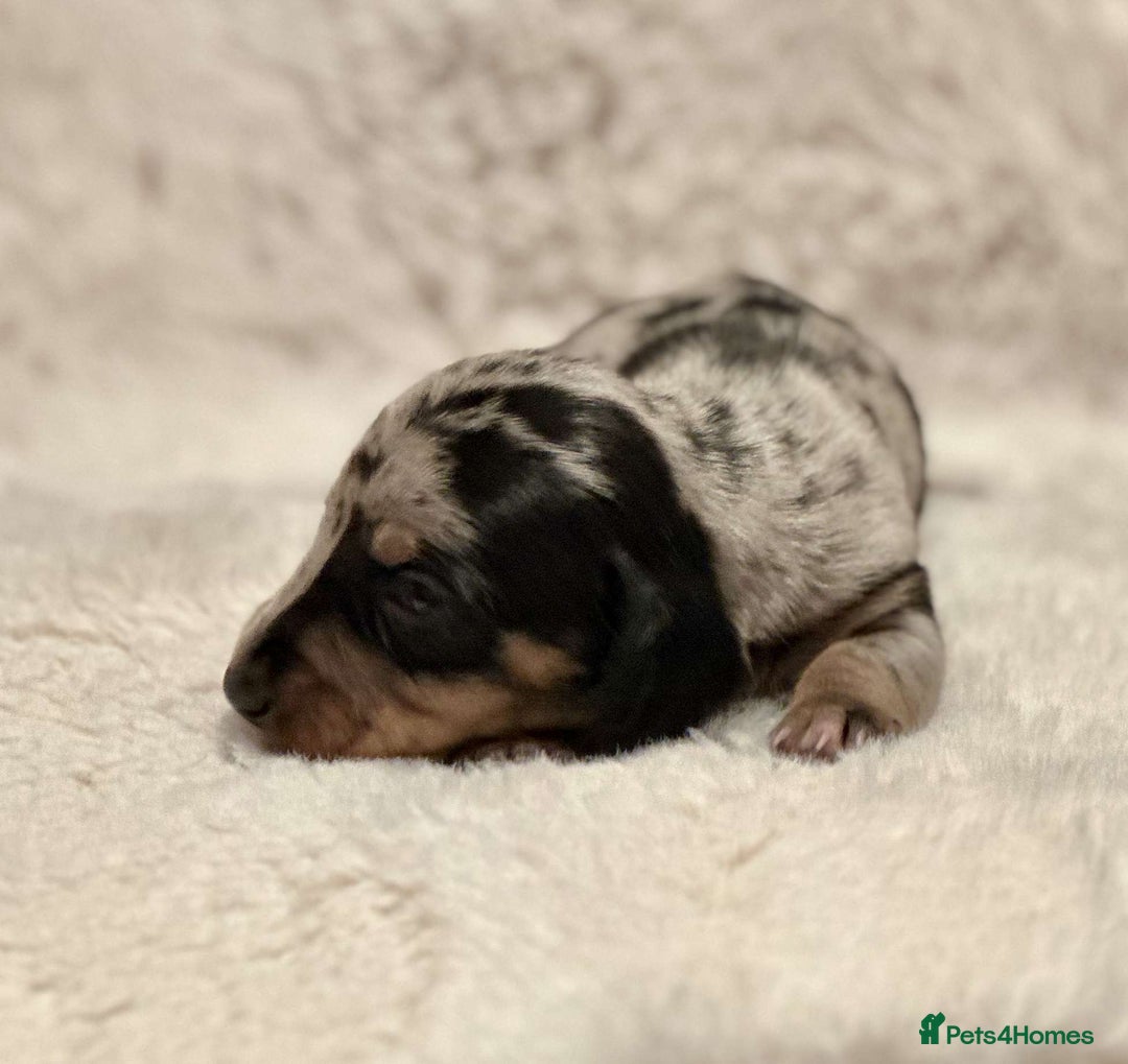 Miniature Dachshund dogs for sale: Short Haired Miniature Dachshunds - Image 2