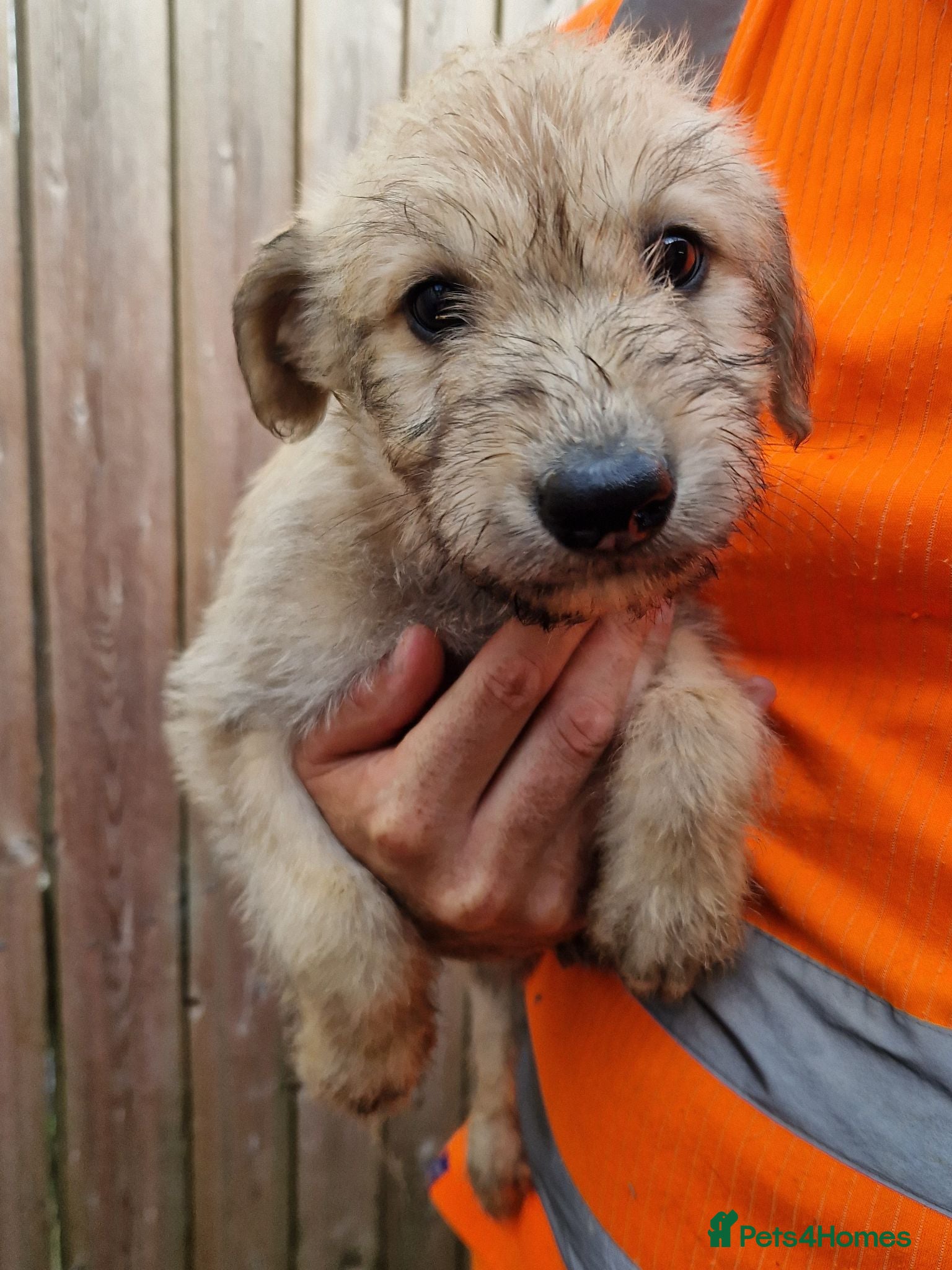 Lurcher dogs Stunning Lurcher puppies - Advert 1