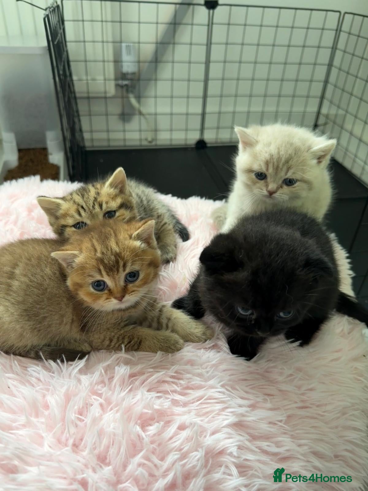 Scottish Fold cats Exceptional litter of Scottish fold/ straight😍😍 - Advert 2