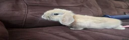 Mini Lop rabbits for sale: Mini lops available  - Advert 1