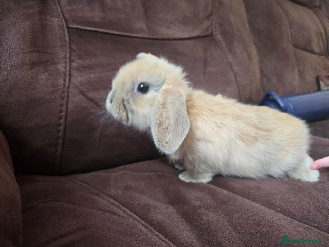 Mini Lop rabbits for sale: Mini lops available  - Advert 1
