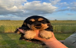 Cocker Spaniel dogs for sale: KC reg show cocker spaniel puppies in Wisbech - Image 3