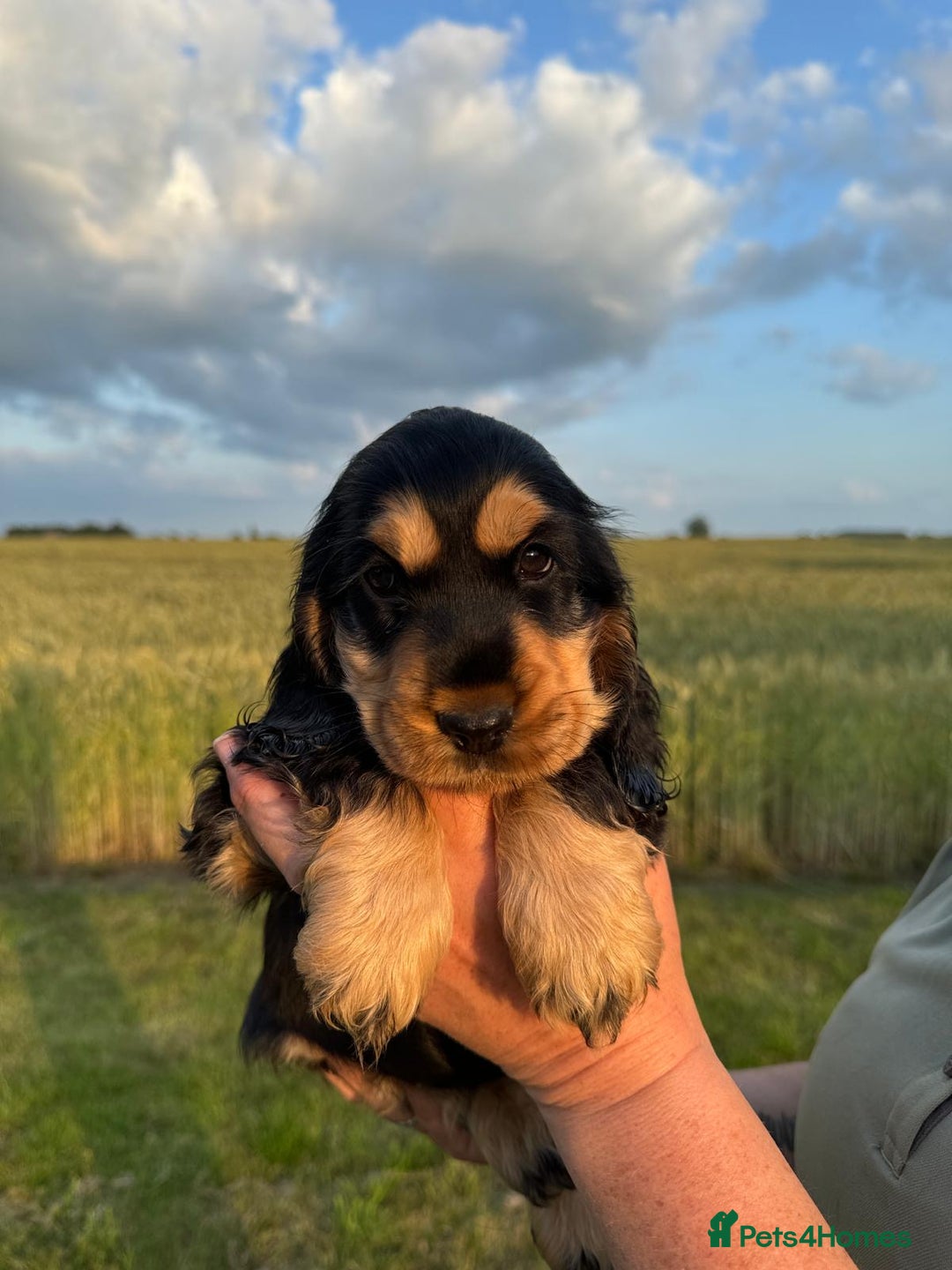 Cocker Spaniel dogs for sale: KC reg show cocker spaniel puppies in Wisbech - Image 3