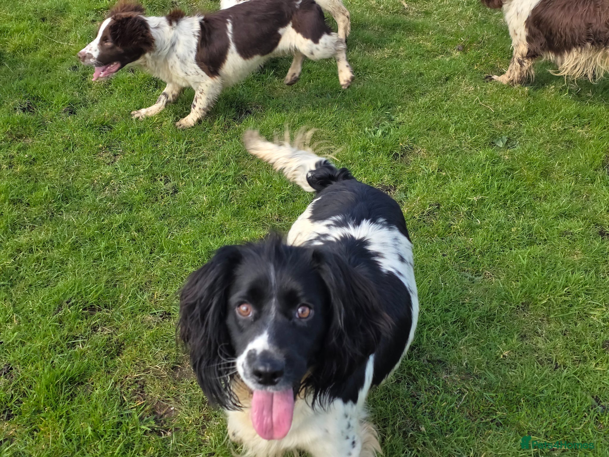 English Springer Spaniel dogs KC Home Springer Pups - Heath tested, Licensed ⭐️ - Advert 2