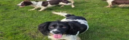 English Springer Spaniel dogs for sale: KC Home - Heath tested, Licensed Springer Pups⭐️ - Advert 2