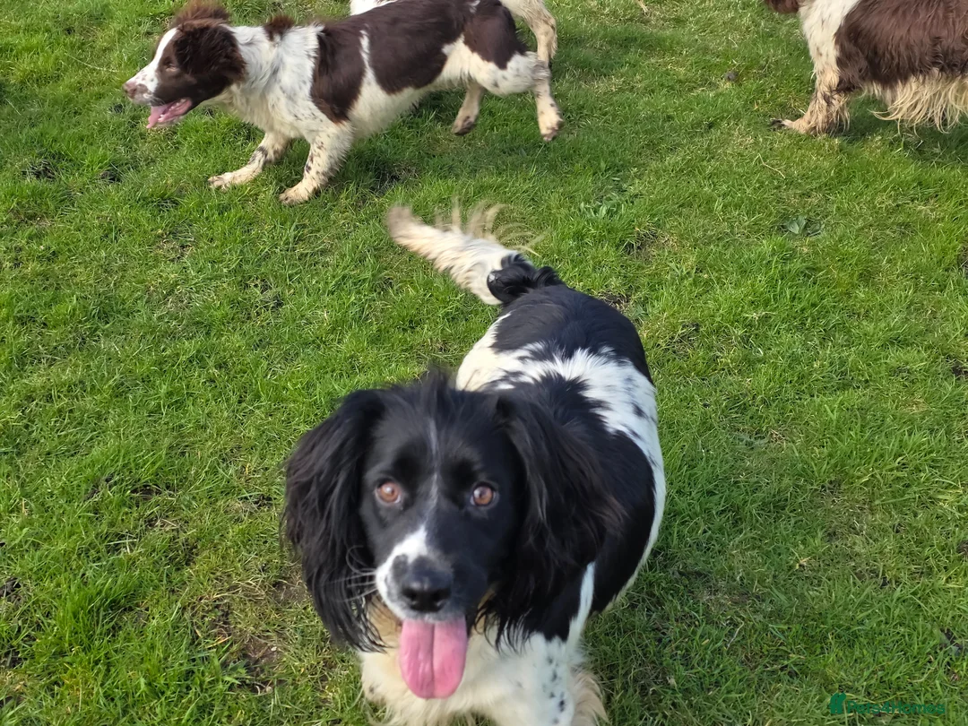 English Springer Spaniel dogs for sale: KC Home - Heath tested, Licensed Springer Pups⭐️ - Advert 2