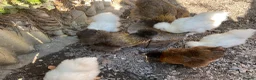 Chickens poultry for sale: White silkies in Pwllheli - Advert 4