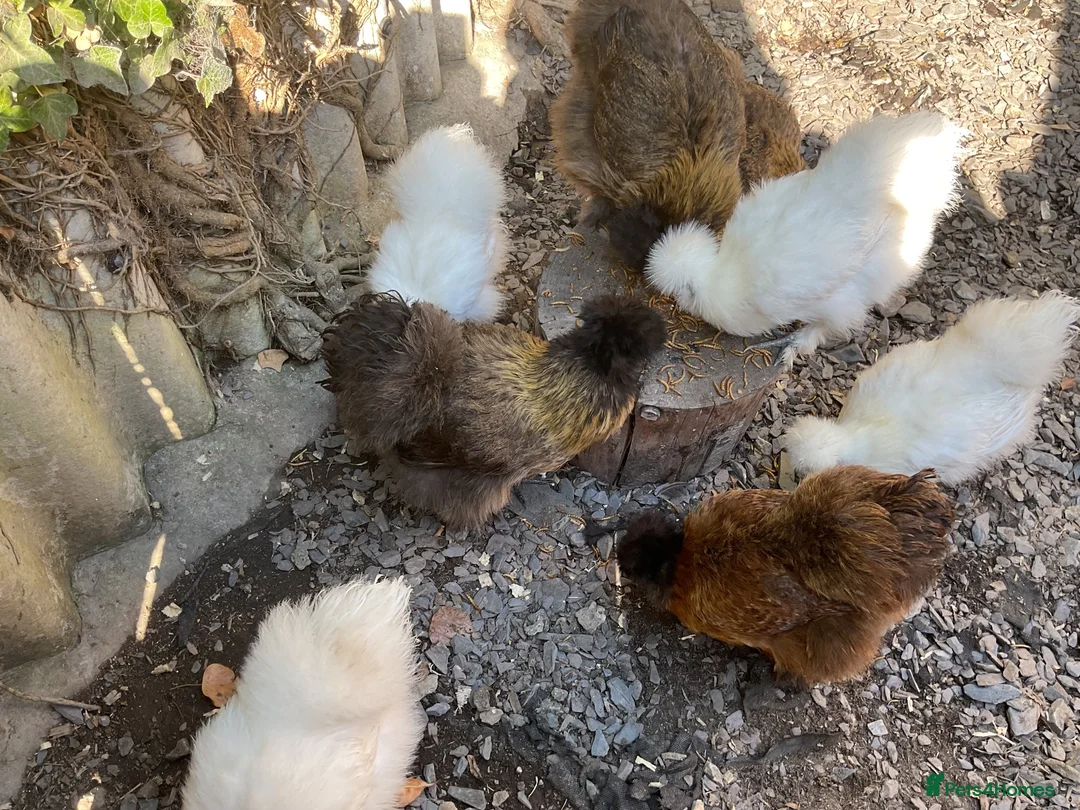 Chickens poultry for sale: White silkies - Advert 10