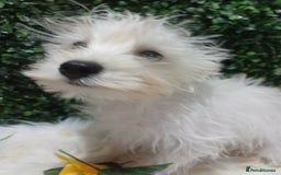 Miniature Schnauzer dogs for sale: Last beautiful boy  - Image 10