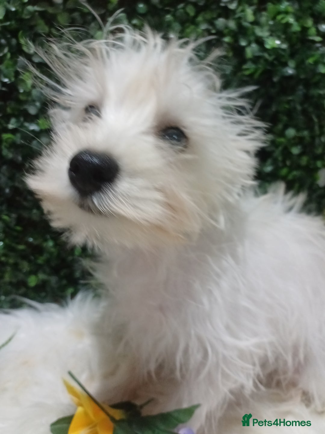 Miniature Schnauzer dogs for sale: Last beautiful boy  - Image 10