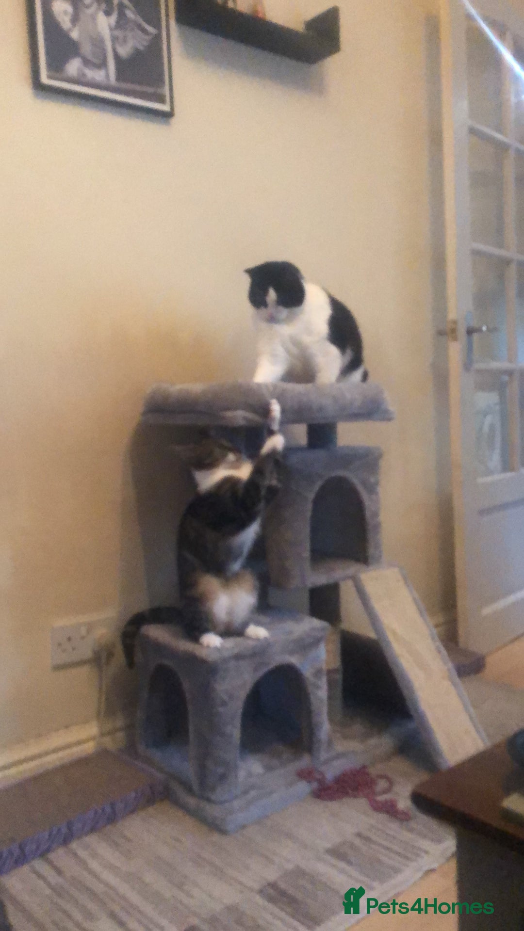 British Shorthair cats for sale: Roxxy - yes I have to xx’s named after Jamie XX  - Image 5