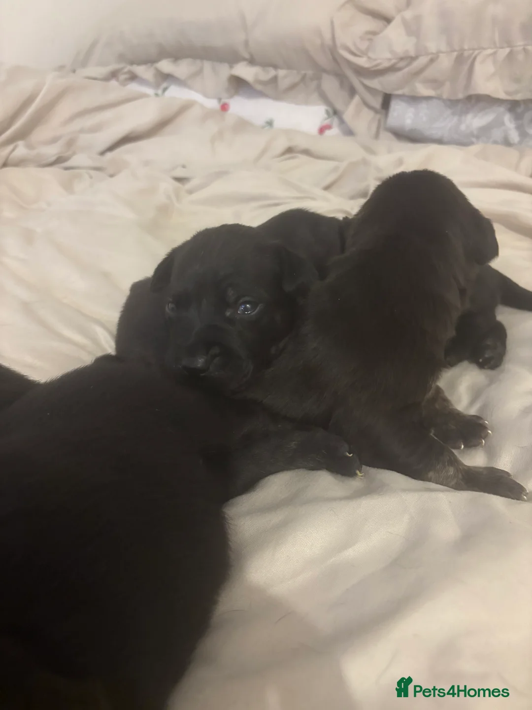 Cane Corso dogs for sale: 7 beautiful cane corso puppies  - Advert 14