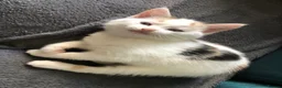 Mixed Breed cats for sale: Beautiful kittens looking for loving homes - Advert 27