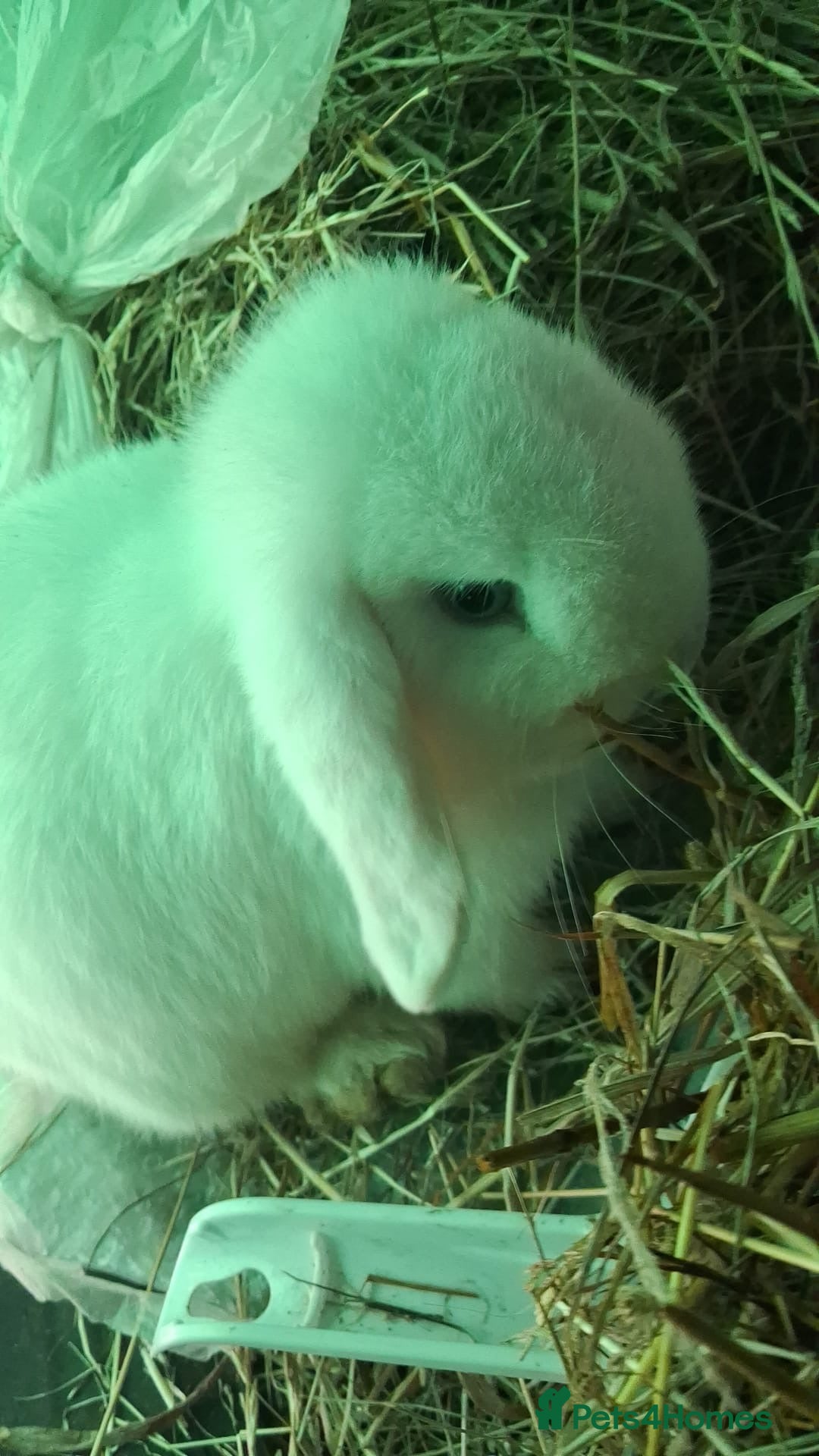Mini Lop rabbits Blue eyed white mini lop doe  - Advert 18
