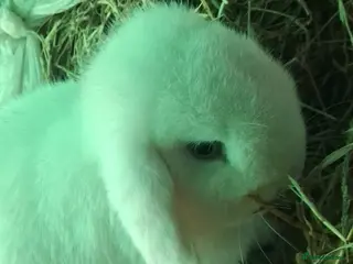 Mini Lop rabbits Blue eyed white mini lop doe - Advert 18