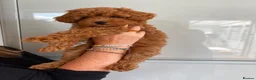 Cavapoo dogs for sale: Family Raised Cavapoo Puppies ready to Reserve!  - Advert 11