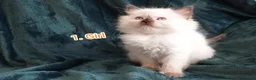 Ragdoll cats for sale: Ragdoll kitten. 2 Girls and 1 Boy  in Coventry - Advert 11