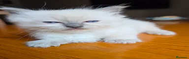 Ragdoll 1