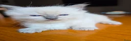 Ragdoll cats for sale: Beautiful Ragdoll Kittens Ready From 11th August - Advert 22
