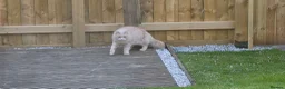Maine Coon cats for sale: 5 beautiful maincoon kittens  in Penzance - Advert 5