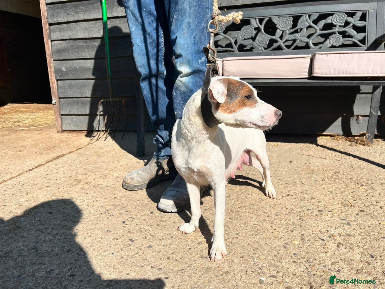Jack Russell dogs Parson jack russles 5 boys 2 girls  - Advert 2