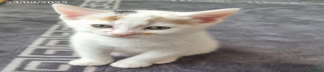 Domestic Shorthair Kitten 2