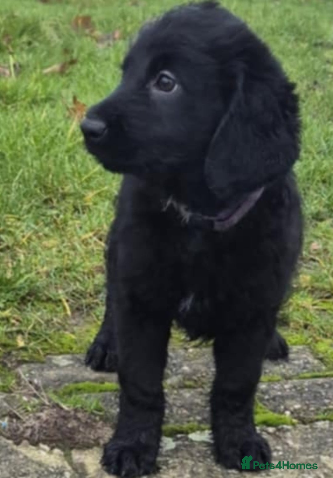 Labradoodle dogs for sale: F1 labradoodles READY NOW - Advert 19