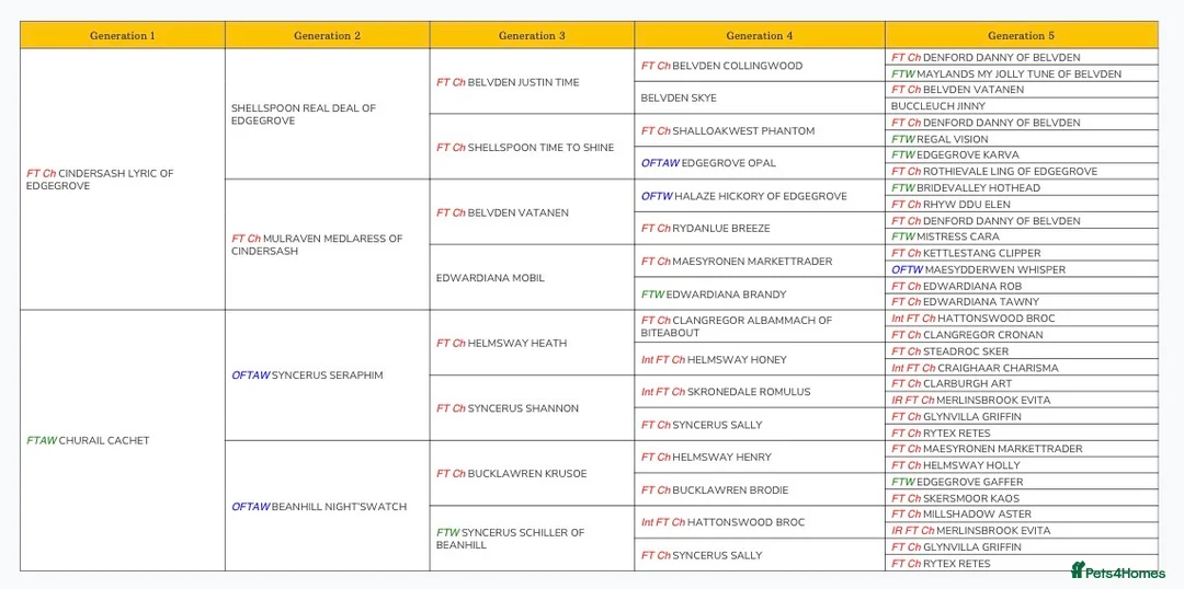 English Springer Spaniel dogs for stud: Health tested working springer spaniel for stud in Bury Saint Edmunds - Advert 3