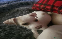 Mixed Breed dogs for adoption: Meet Hooper, currently residing in Cheshire  - Image 2
