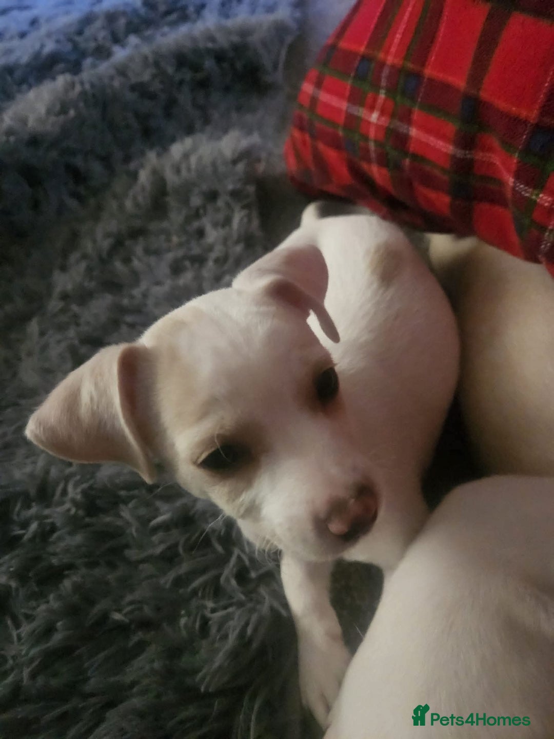 Mixed Breed dogs for adoption: Meet Hooper, currently residing in Cheshire  - Image 2