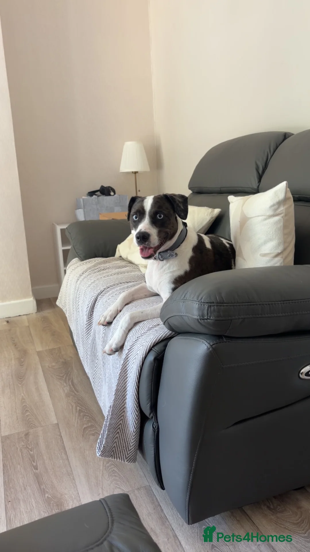 Mixed Breed dogs for sale: 1 year old puppy  in London - Advert 1