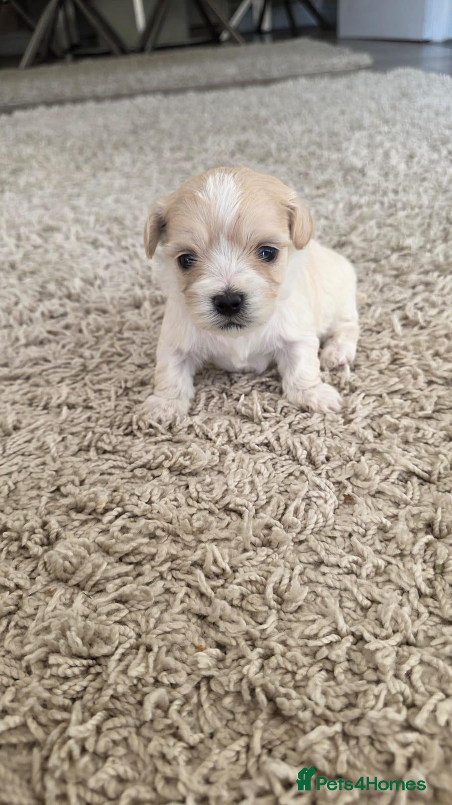 Maltipoo dogs Tiny Maltipoo puppies 🐶  - Advert 3
