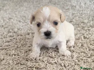 Maltipoo dogs Tiny Maltipoo puppies 🐶 - Advert 6