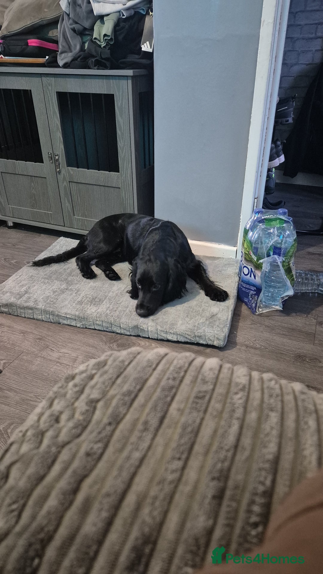 Cocker Spaniel dogs for sale: Loveable cocker spaniel  - Advert 1