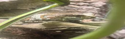Frog reptiles for sale: Amazon milk frog with full bioactive VIV  - Advert 4