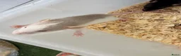 Rat rodents for sale: Baby rats for sale  - Advert 3