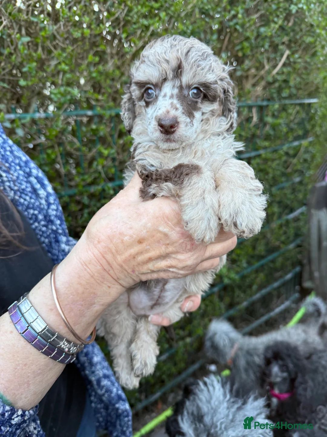 Toy Poodle dogs for sale: Toy poodle pups! - Advert 2