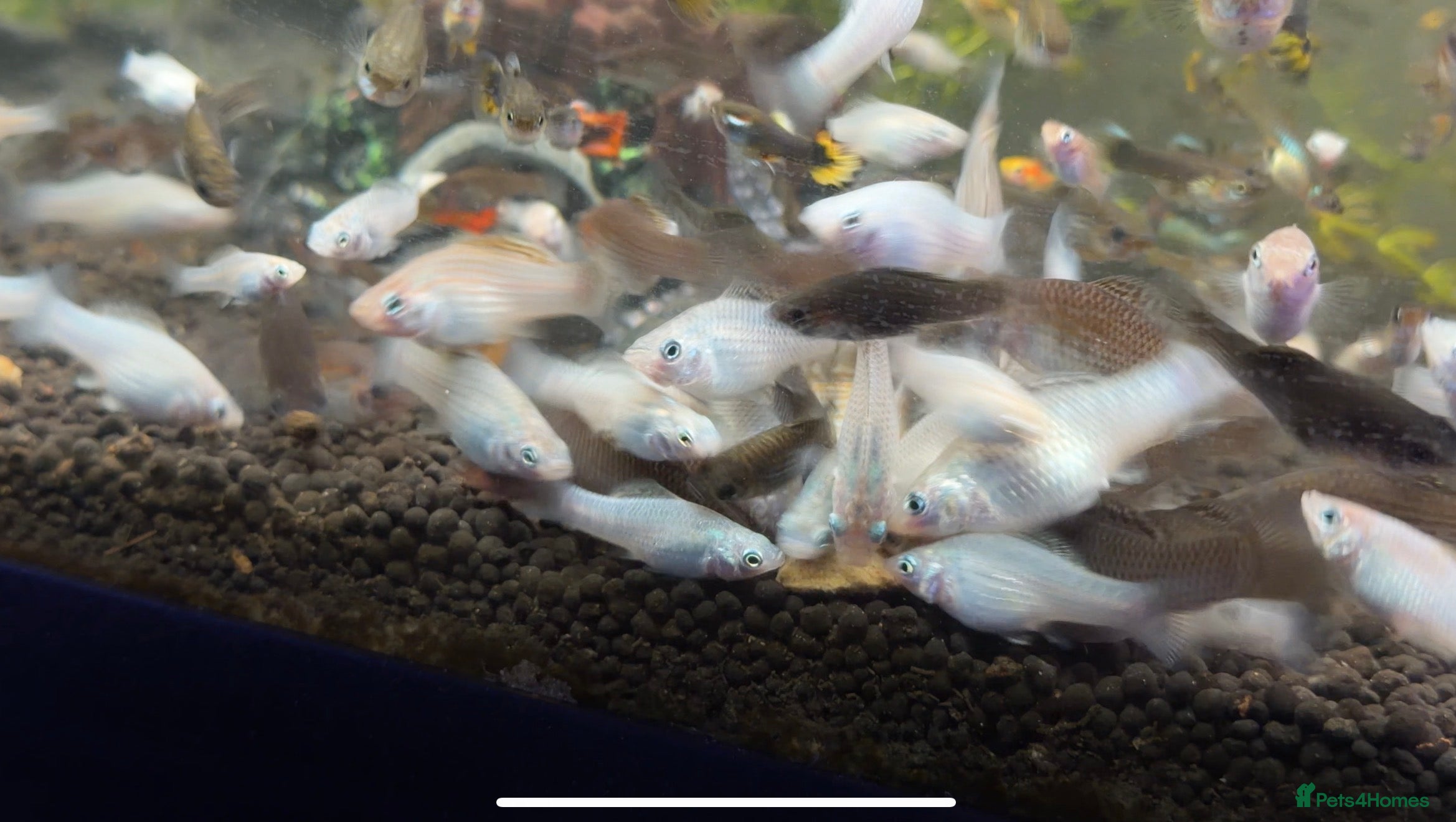 Mollies fish Sailfin Mollies for Sale - Advert 7