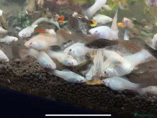 Mollies fish Sailfin Mollies for Sale - Advert 2