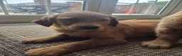 Golden Retriever dogs for sale: 🧡 Dark red working golden retriever pups 🧡 - Advert 10