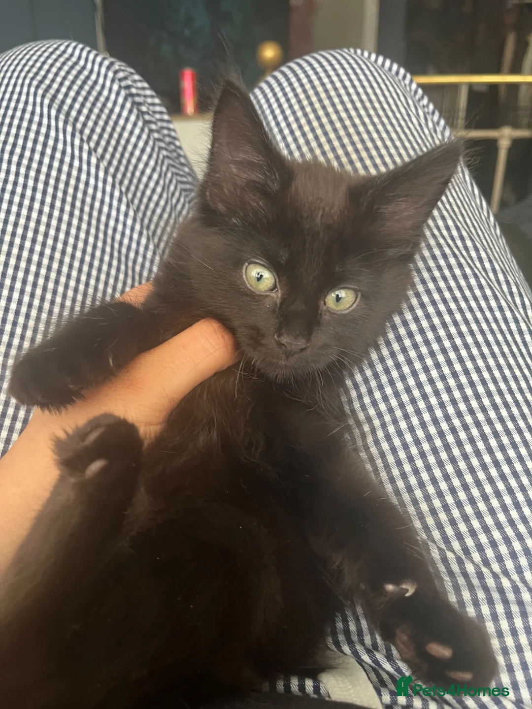 Mixed Breed cats for sale: READY TO GO NOW  - Advert 9