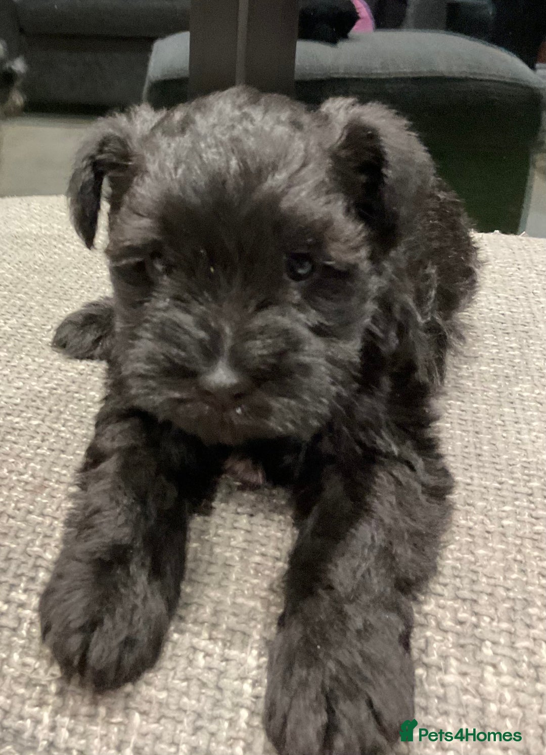 Miniature Schnauzer dogs for sale: Miniature Schnauzer pups - Advert 2