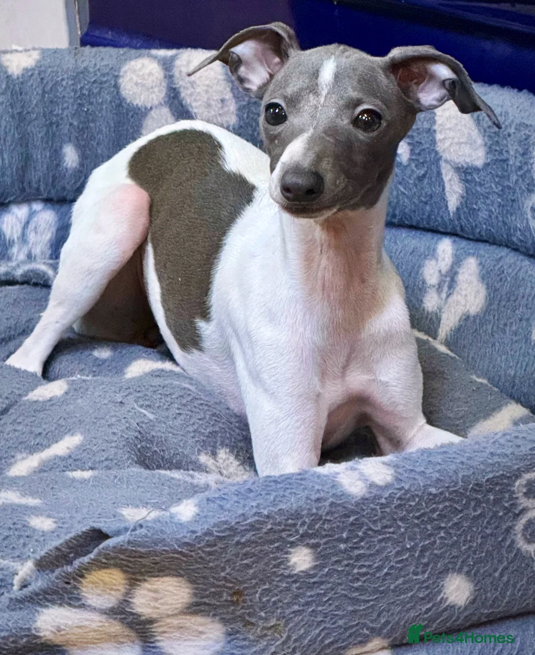 Italian Greyhound dogs for sale: Outstanding repeat mating litter ONE FEMALE LEFT - Advert 21