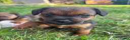 Patterdale Terrier dogs for sale: Patterdale puppies for sale - Advert 1