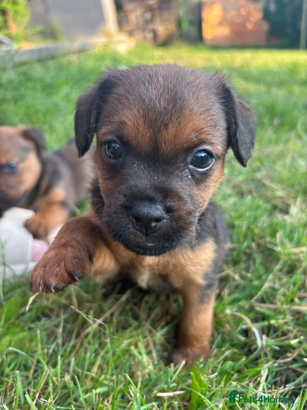 Patterdale Terrier dogs for sale: Patterdale puppies for sale - Advert 1