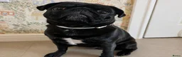 Pug dogs for sale: Susie the Cuddlebug Pug in Doncaster - Advert 3