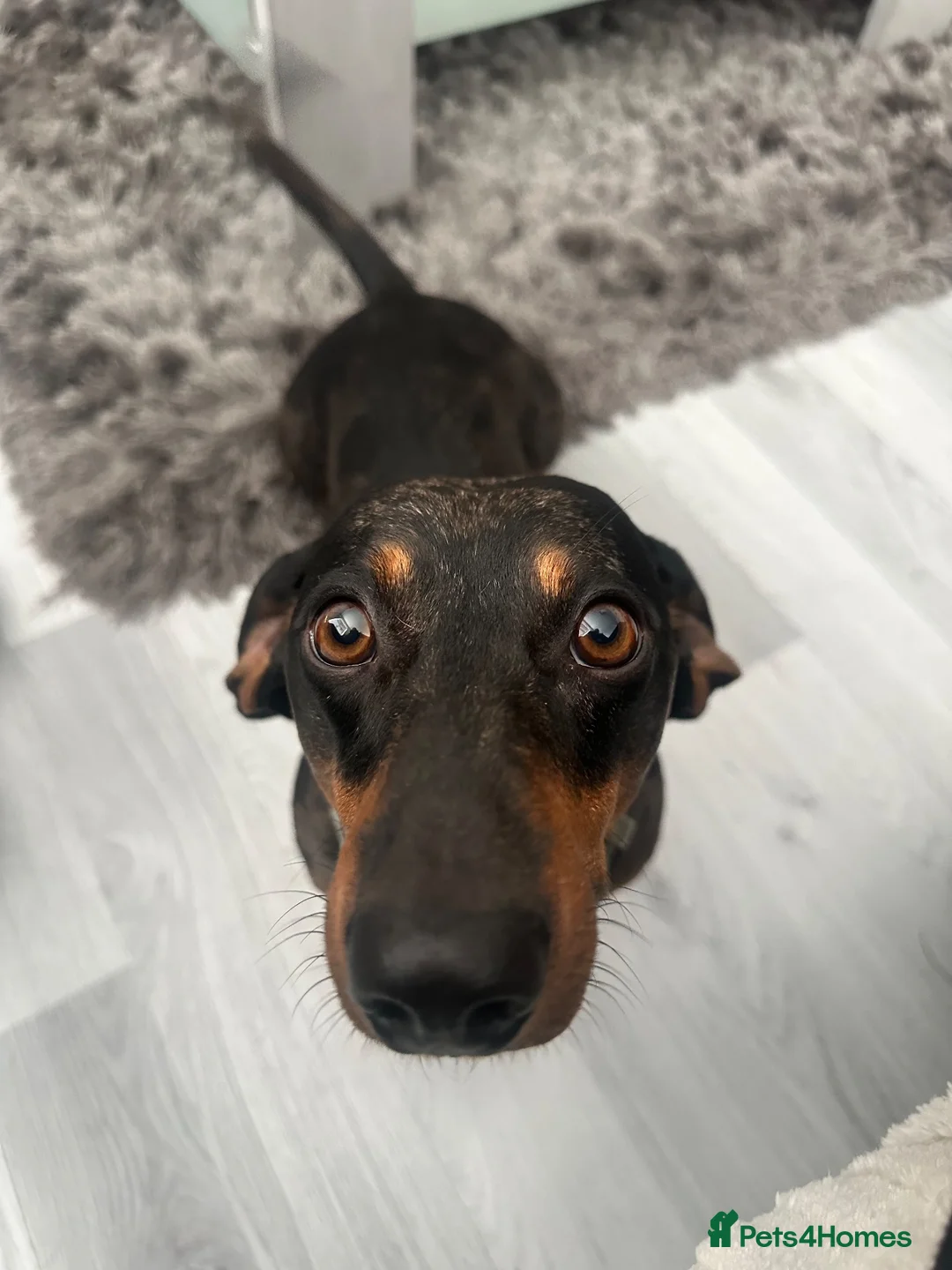 Dachshund dogs for stud: Beautiful Dachshund Dapple stud  - Advert 2